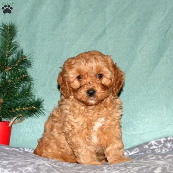 Neal, Cavapoo Puppy