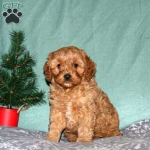 Neal, Cavapoo Puppy