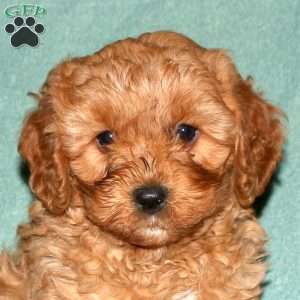 Neal, Cavapoo Puppy