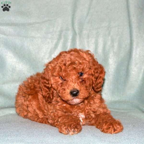 Ned, Cavapoo Puppy