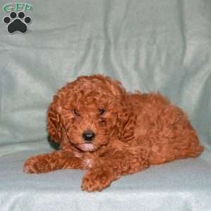 Ned, Cavapoo Puppy