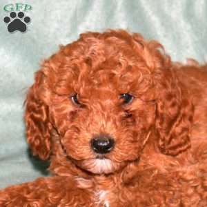 Ned, Cavapoo Puppy