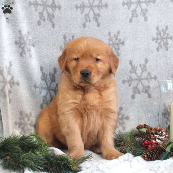 Nehemiah, Golden Retriever Puppy