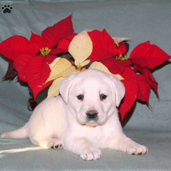 Nellie, Yellow Labrador Retriever Puppy