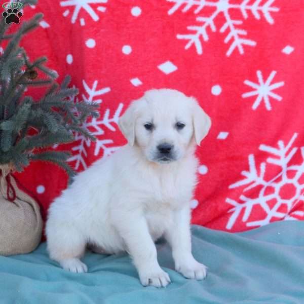 Nellie, English Cream Golden Retriever Puppy