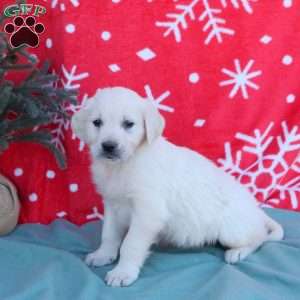 Nellie, English Cream Golden Retriever Puppy