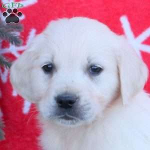 Nellie, English Cream Golden Retriever Puppy