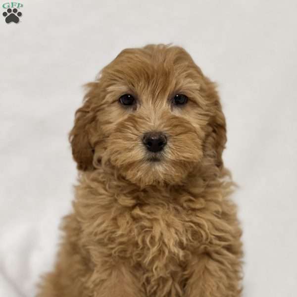 Nellie, Mini Goldendoodle Puppy