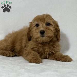 Nellie, Mini Goldendoodle Puppy