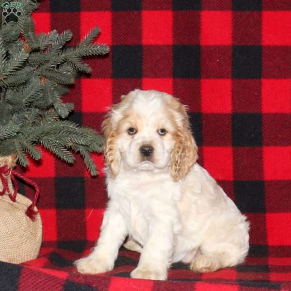 Nelly, Cocker Spaniel Puppy