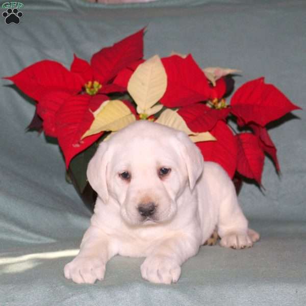 Nelson, Yellow Labrador Retriever Puppy