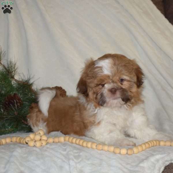 Nelson, Shih Tzu Puppy