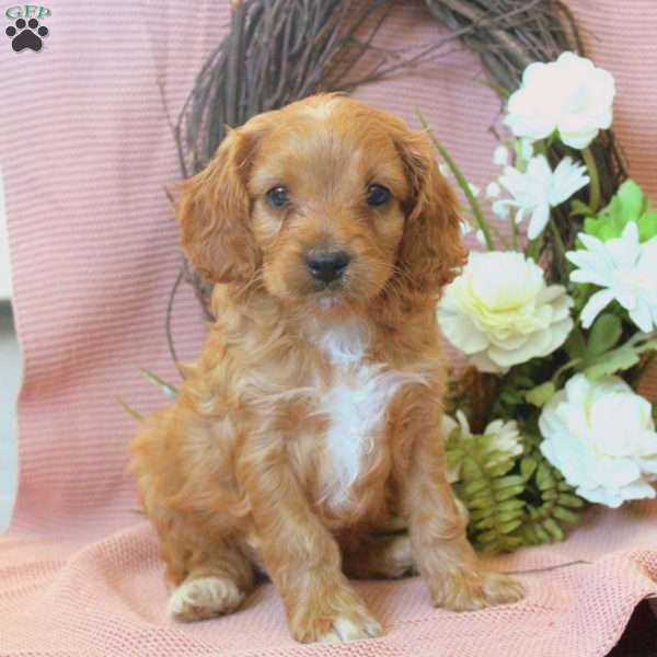 Nelson, Cavapoo Puppy