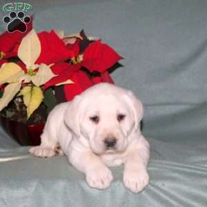 Nelson, Yellow Labrador Retriever Puppy