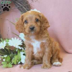 Nelson, Cavapoo Puppy