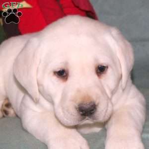 Nelson, Yellow Labrador Retriever Puppy