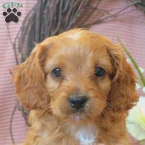 Nelson, Cavapoo Puppy