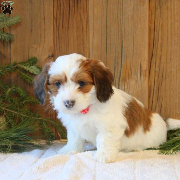 Neo, Havanese Puppy