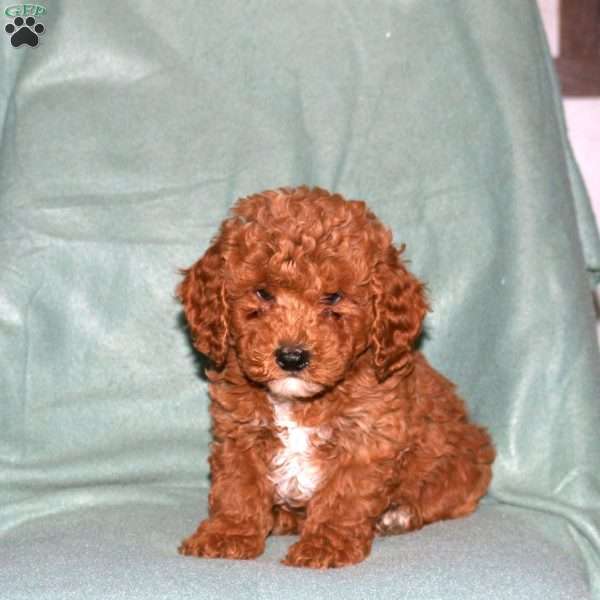 Neo, Cavapoo Puppy