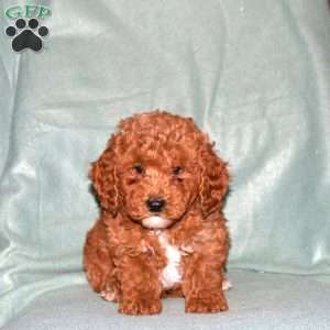 Neo, Cavapoo Puppy