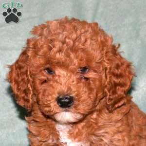 Neo, Cavapoo Puppy