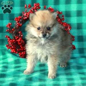 Pomeranian Puppies For Sale - Greenfield Puppies