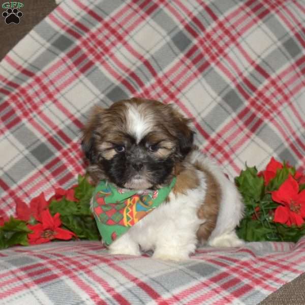 Nestle, Shih Tzu Puppy