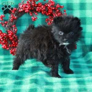 Nettle, Pomeranian Puppy