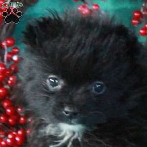 Nettle, Pomeranian Puppy