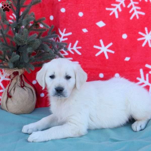 Newton, English Cream Golden Retriever Puppy