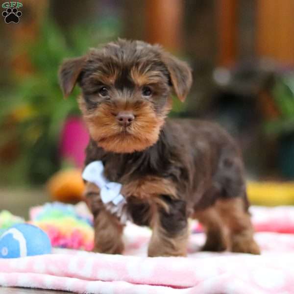 Niall, Yorkie Puppy