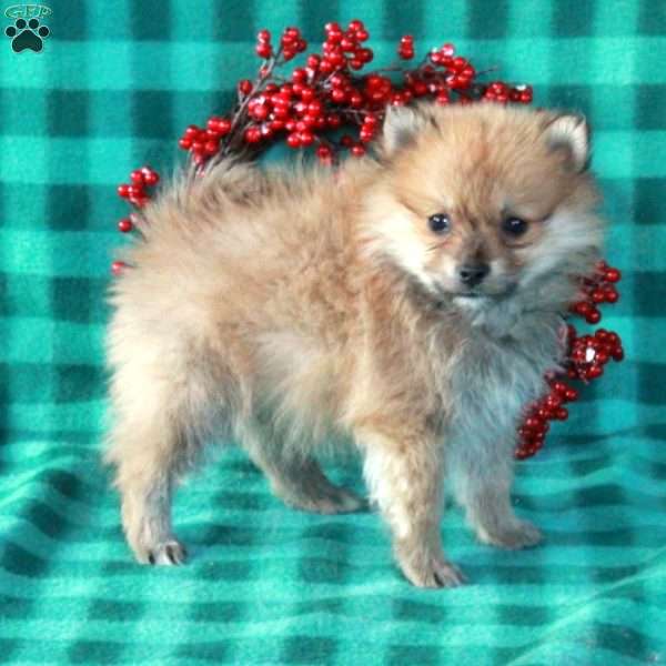 Nicco, Pomeranian Puppy