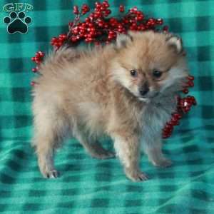 Nicco, Pomeranian Puppy