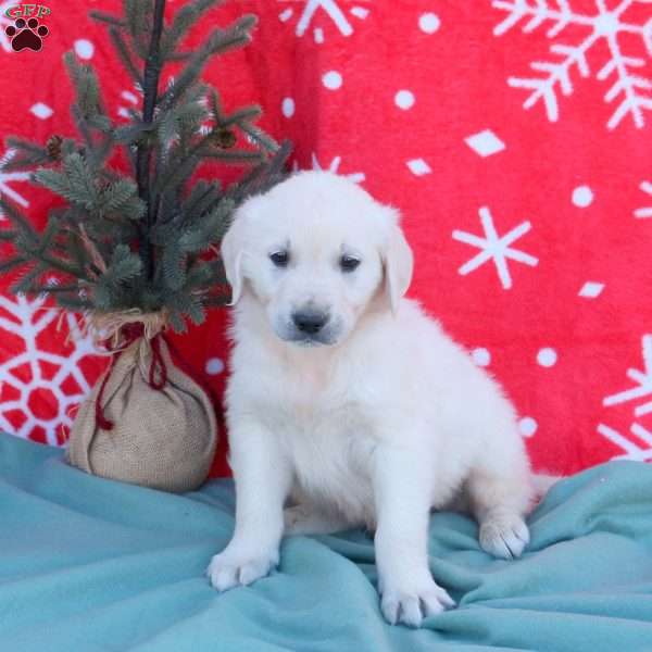 Nicholas, English Cream Golden Retriever Puppy