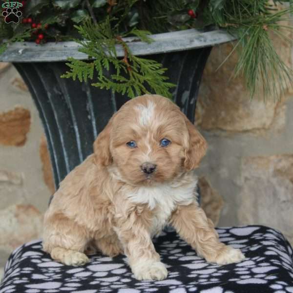 Nicholas, Cockapoo Puppy