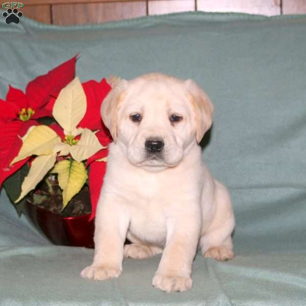 Nicholas, Yellow Labrador Retriever Puppy