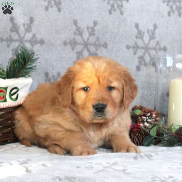 Nicholas, Golden Retriever Puppy