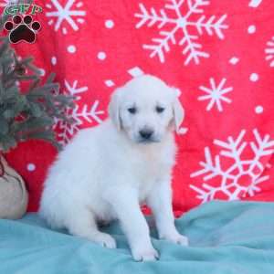 Nicholas, English Cream Golden Retriever Puppy