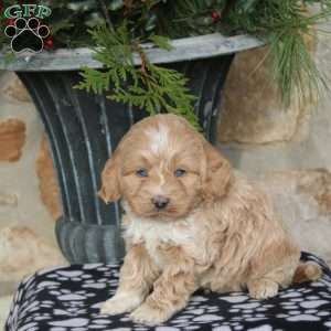 Nicholas, Cockapoo Puppy