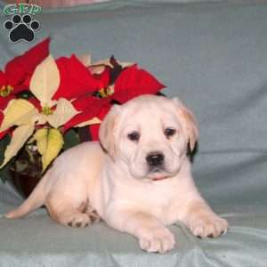 Nicholas, Yellow Labrador Retriever Puppy