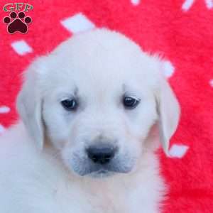 Nicholas, English Cream Golden Retriever Puppy