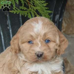 Nicholas, Cockapoo Puppy