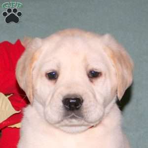 Nicholas, Yellow Labrador Retriever Puppy