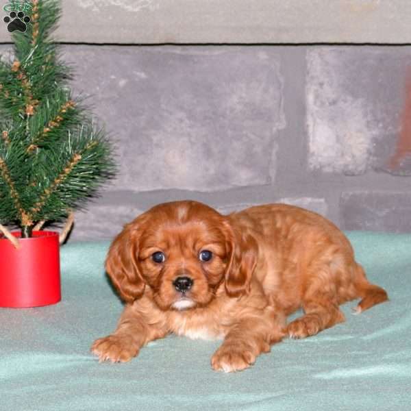 Nick, Cavalier King Charles Spaniel Puppy