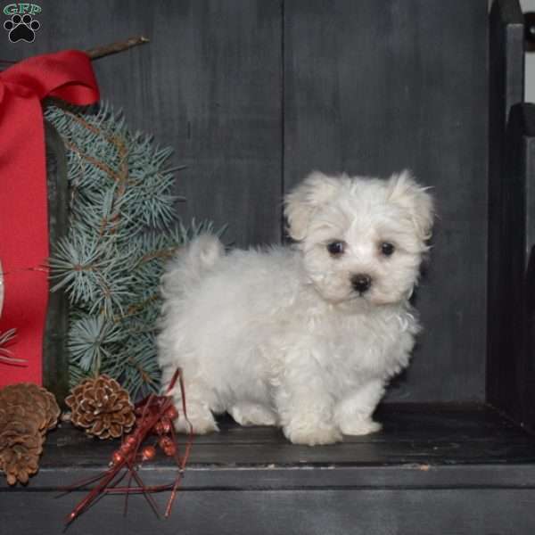 Nick, Maltese Puppy