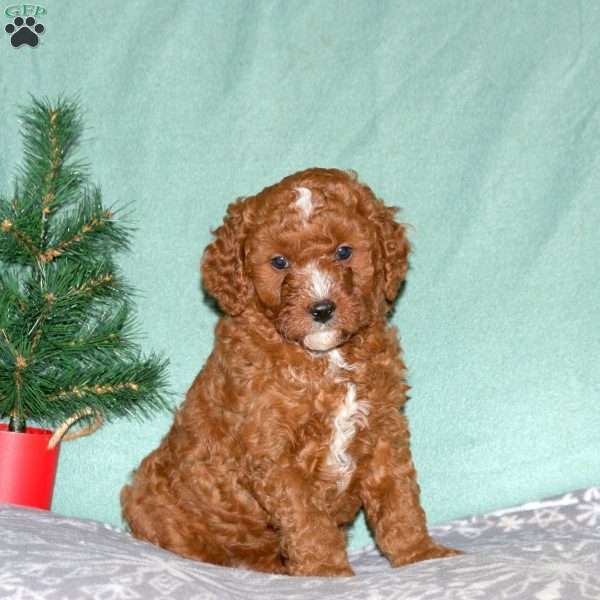 Nick, Cavapoo Puppy