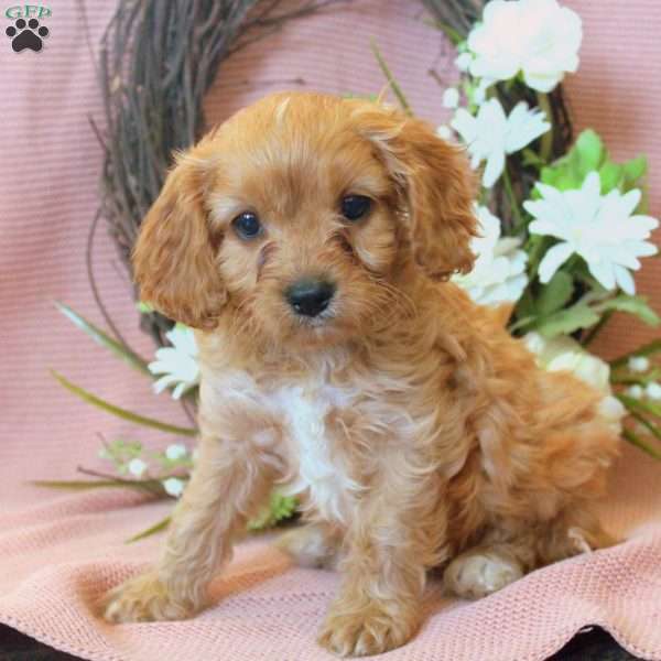 Nick, Cavapoo Puppy