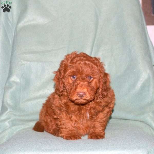 Nick, Cavapoo Puppy