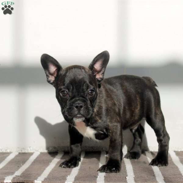 Nick, Frenchton Puppy