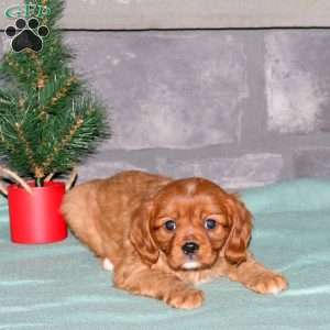 Nick, Cavalier King Charles Spaniel Puppy